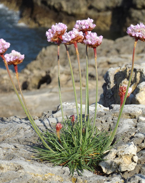 Armeria maritima `Rosea Compacta`